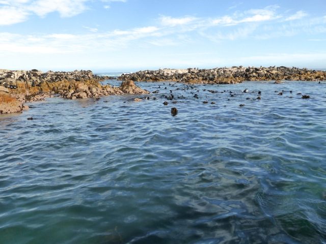 seals-dyer-island-western-cape-photo
