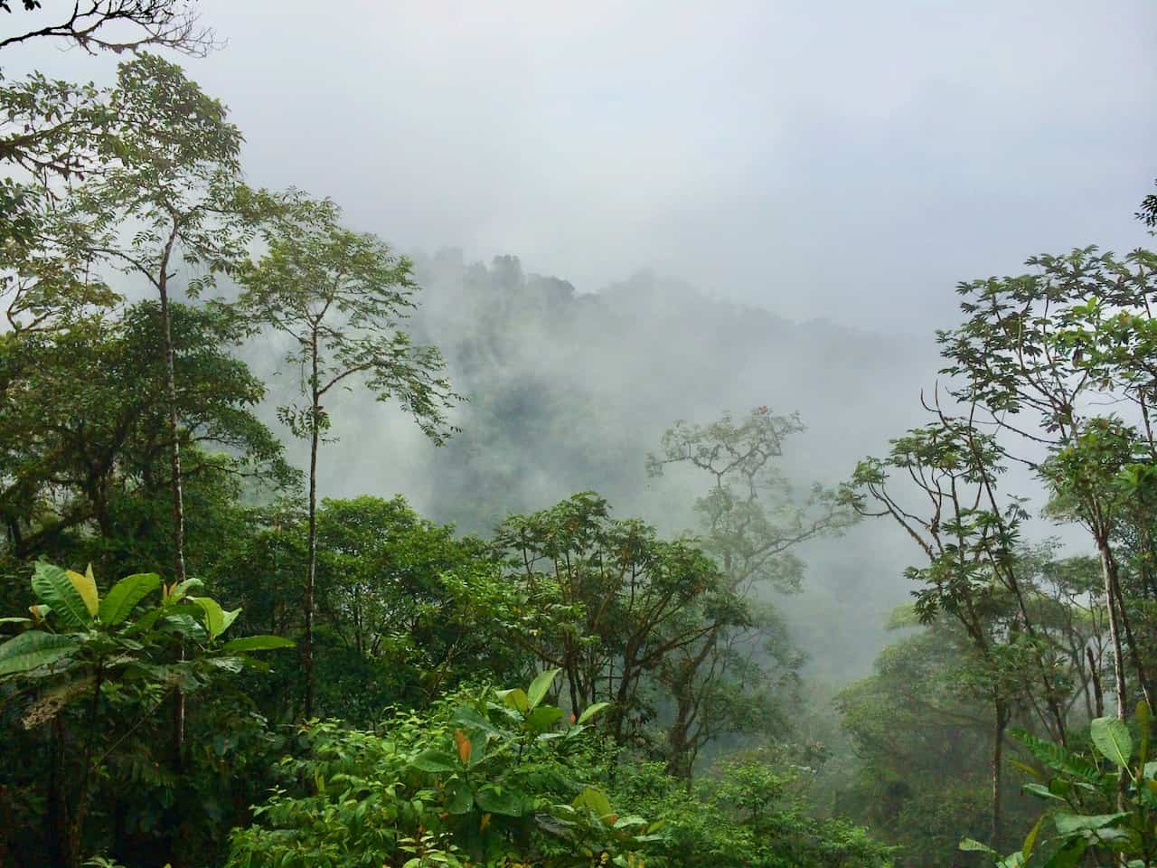 Experiencing the Mashpi Cloud Forest | Velvet Escape