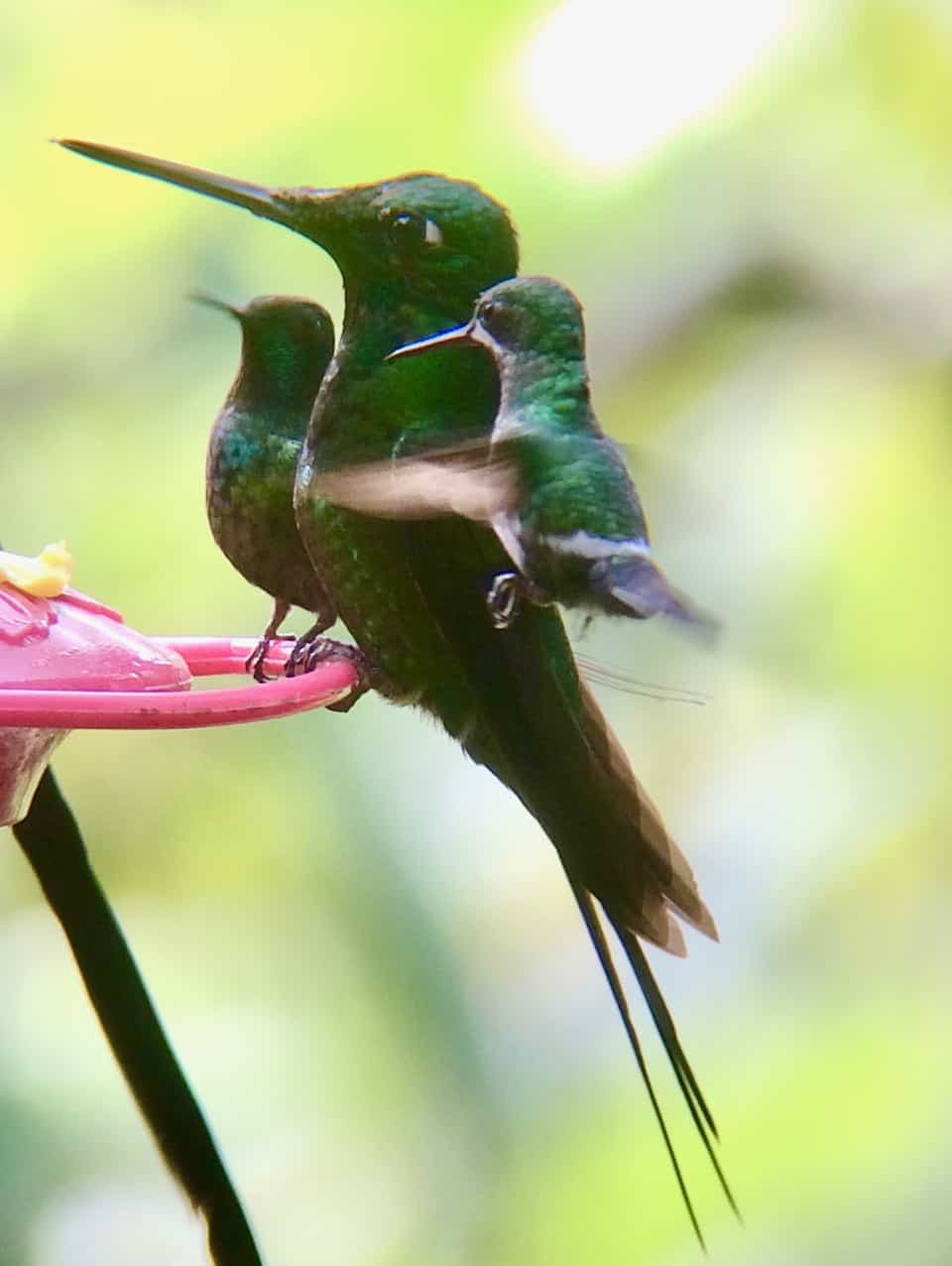 hummingbirds-close-up