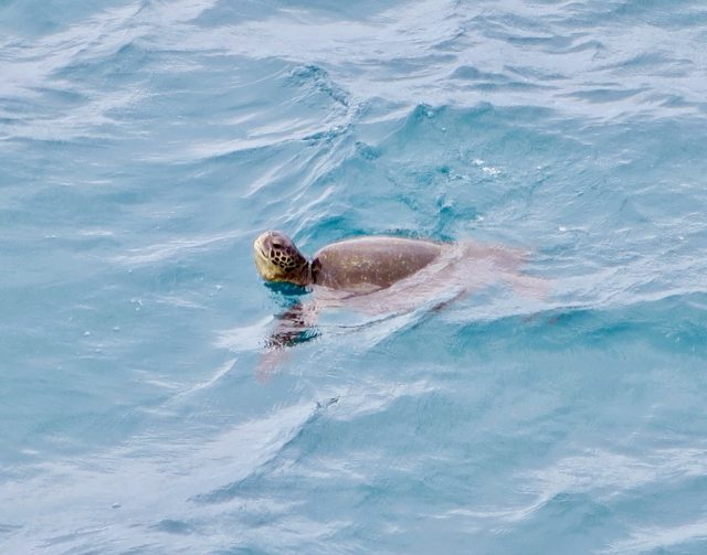 galapagos-turtle-photo
