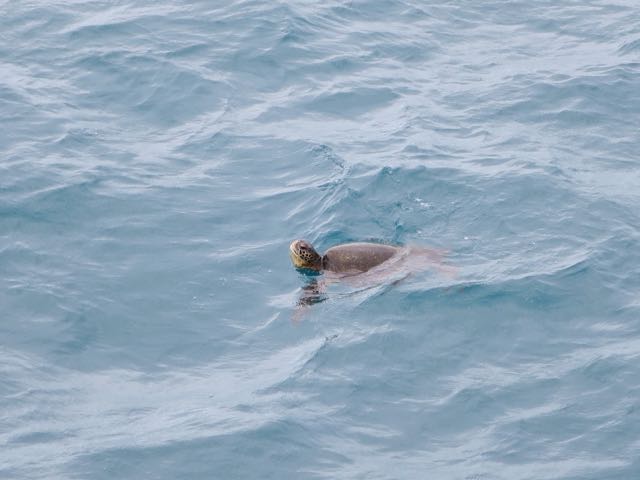 galapagos-turtle-photo