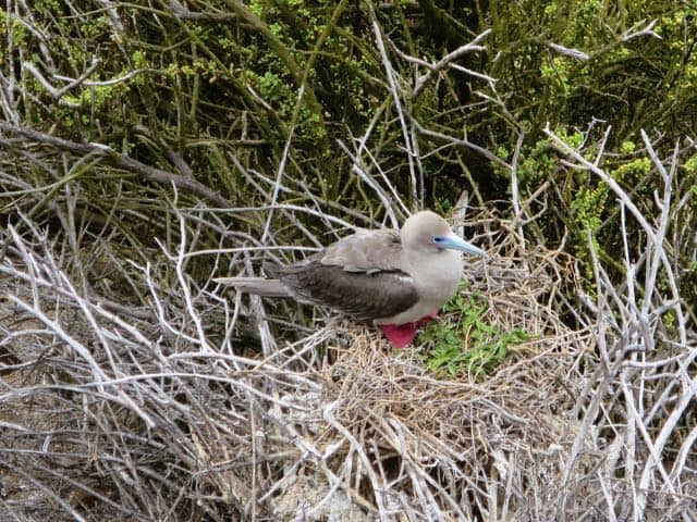 red-footed-boobie-galapagos-photo