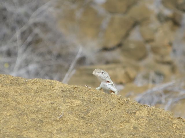 galapagos-gecko-photo