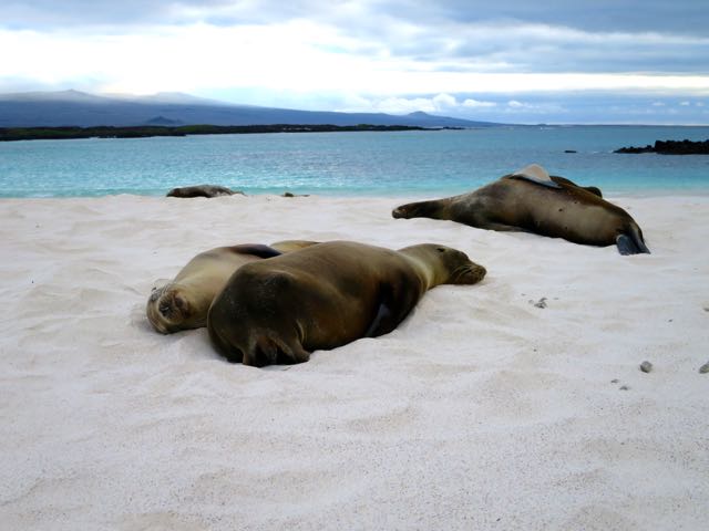 sea-lions-cerro-brujo-photo