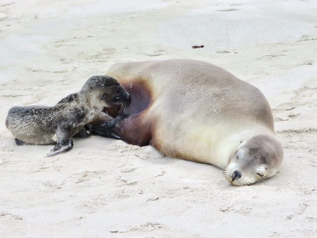 galapagos-cruise-sea-lions-photo