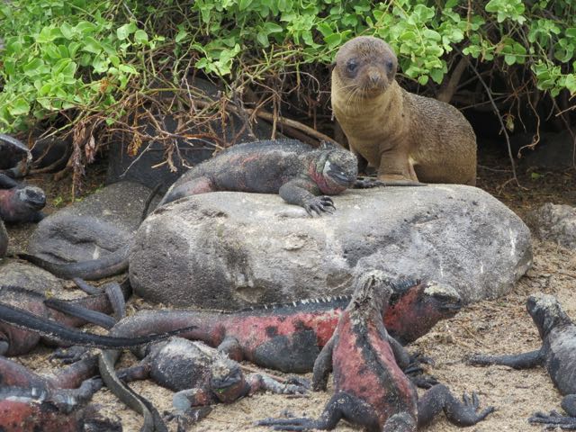 wildlife-punta-suarez-galapagos-photo