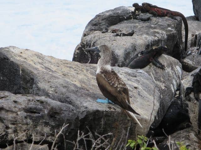 blue-footed-booby-galapagos-photo