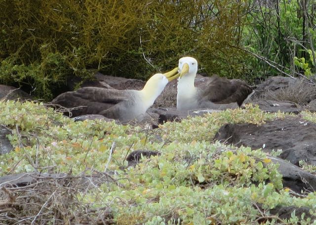 waved-albatross-galapagos-photo