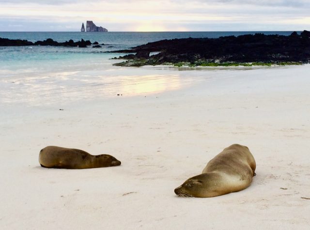 sea-lions-cerro-brujo-photo