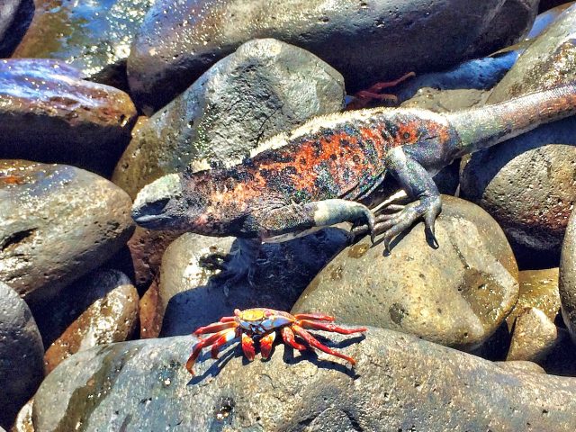 galapagos-iguana-lava-crab-photo