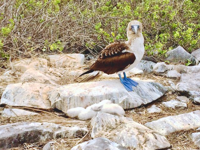blue-footed-booby-galapagos-photo