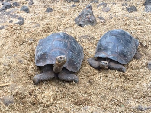 giant-tortoise-galapagos-photo