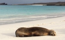 The magic of the Galapagos Islands sea-lion-gardner-bay-galapagos-photo
