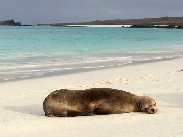 sea-lion-gardner-bay-galapagos-photo