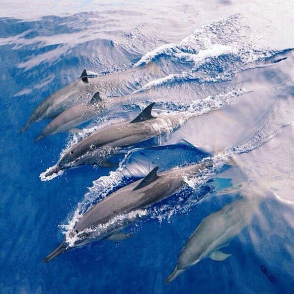 dolphin-watching-reunion-photo
