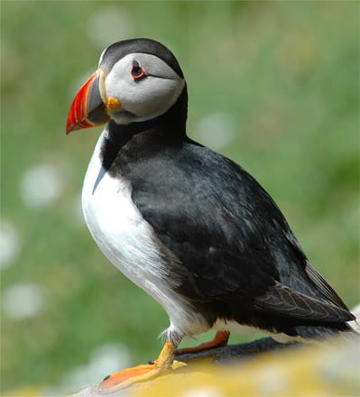 A puffin bird (image courtesy of Cliffs of Moher Visitor Centre)