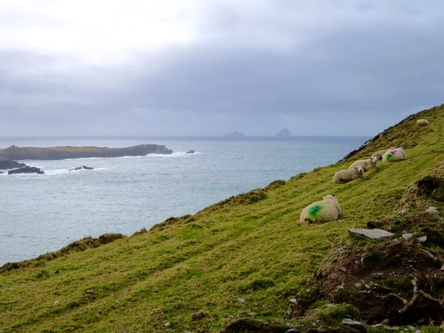 sheep-valentia-island-skellig-rocks-photo