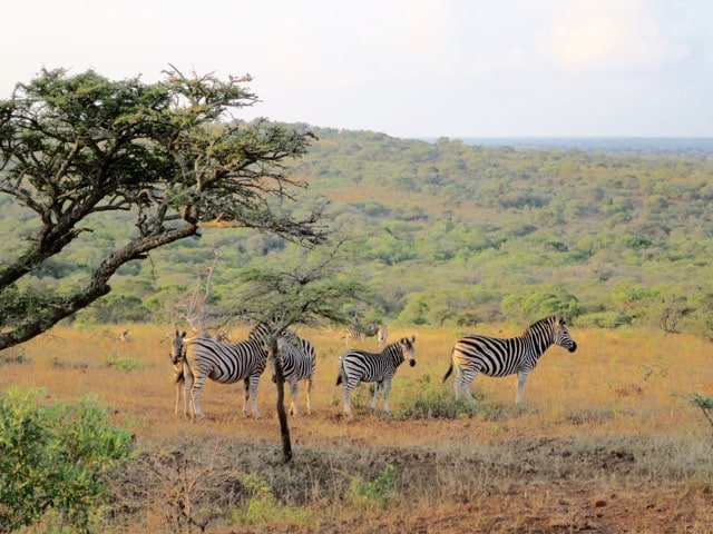 zebras-phinda-photo