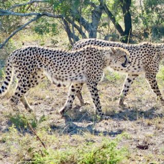 cheetahs-phinda-private-game-reserve-south-africa