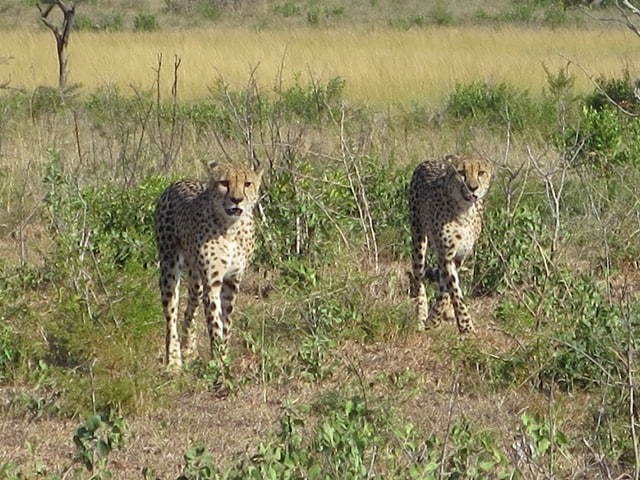 cheetahs-phinda-photo