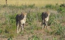 The magic of Phinda phinda-cheetahs-photo