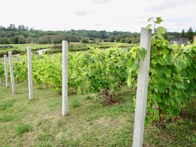 latvia-vineyard-photo