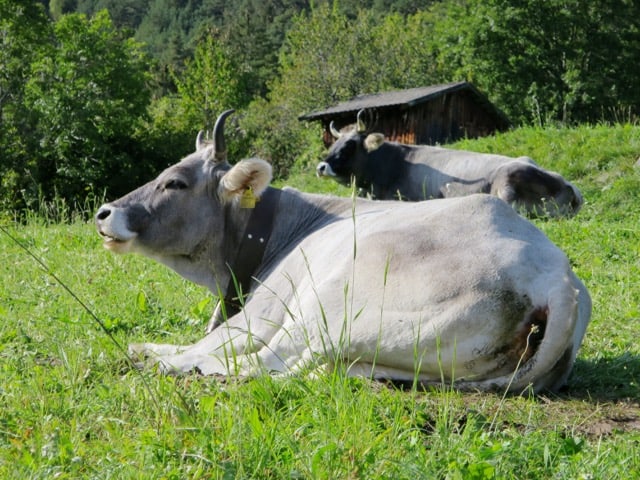 cows-grins-photo
