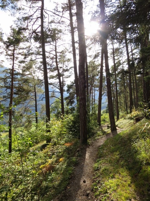 grins-stanz-forest-photo