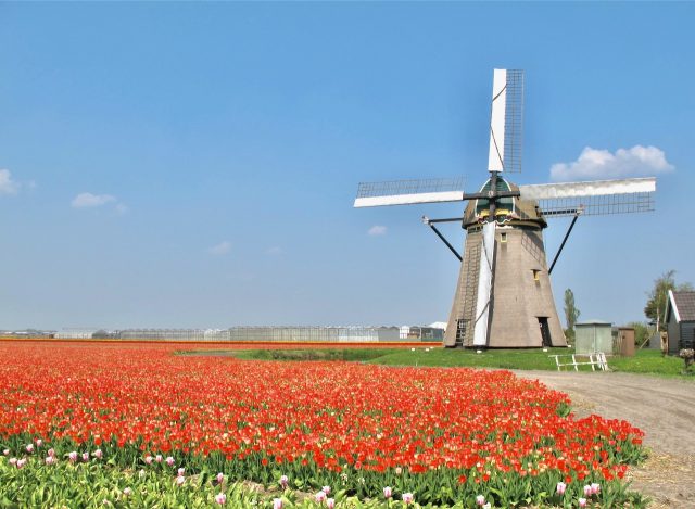 typical-holland-tulips-windmill-photo