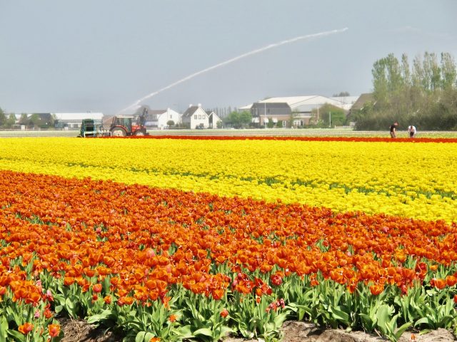 tulip-fields-holland-photo