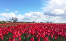A drive around the tulip fields tulips-hillegom-photo