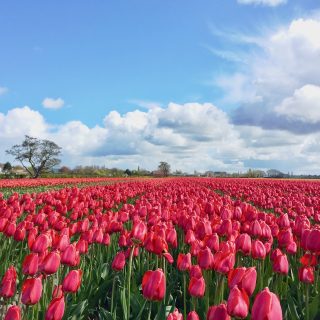 tulip-fields-bollenstreek-holland-photo
