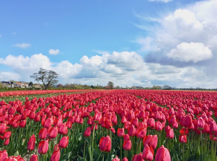 A drive around the tulip fields