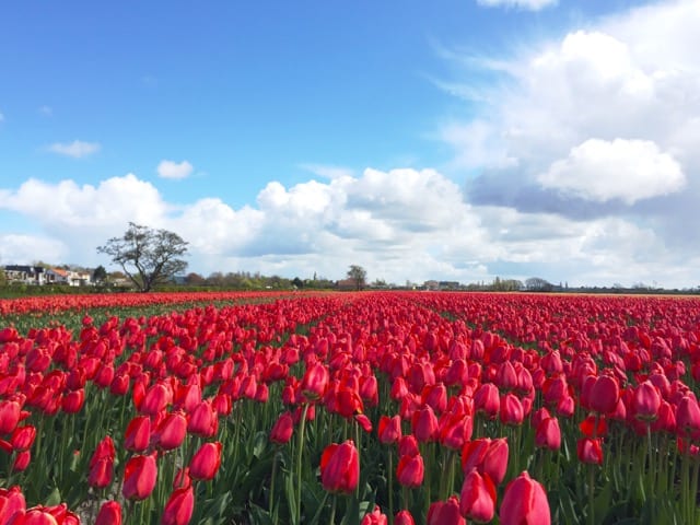 tulips-hillegom-photo