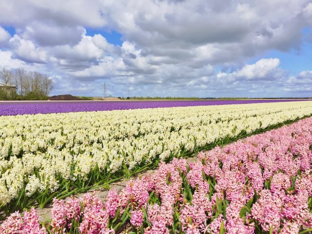 hyacinths-field-holland-photo