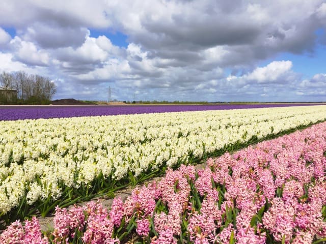 hyacinths-holland-photo