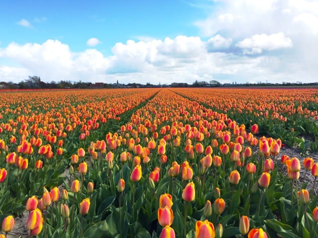 orange-yellow-tulips-photo