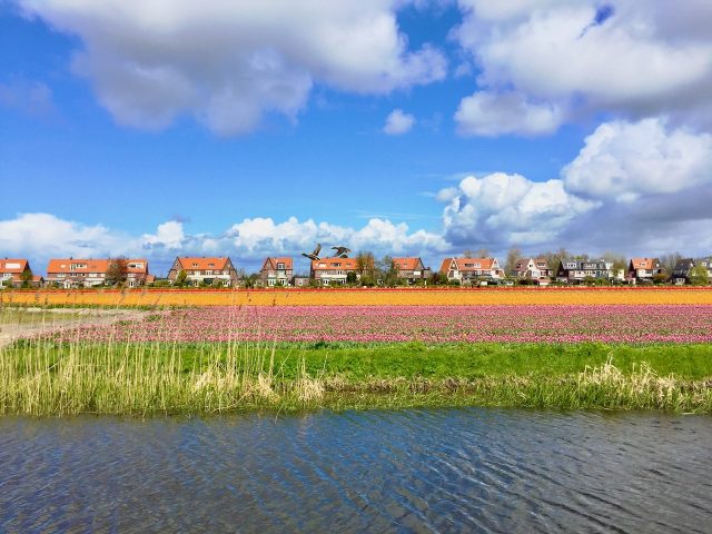tulip-fields-drive-hillegom-photo