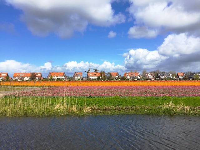 tulip-fields-hillegom-photo