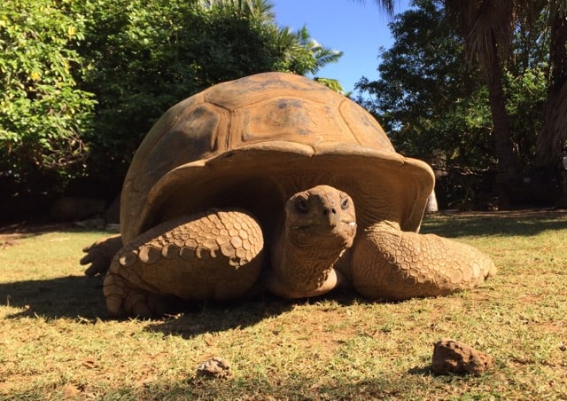 giant-tortoise-la-vanille-park-photo