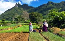 My week in Mauritius – Part 1 farmers-mauritius-photo