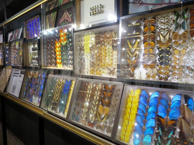 insect-collection-la-vanille-photo