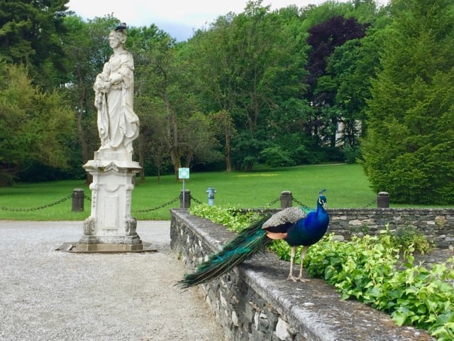peacock-schloss-eggenberg-photo