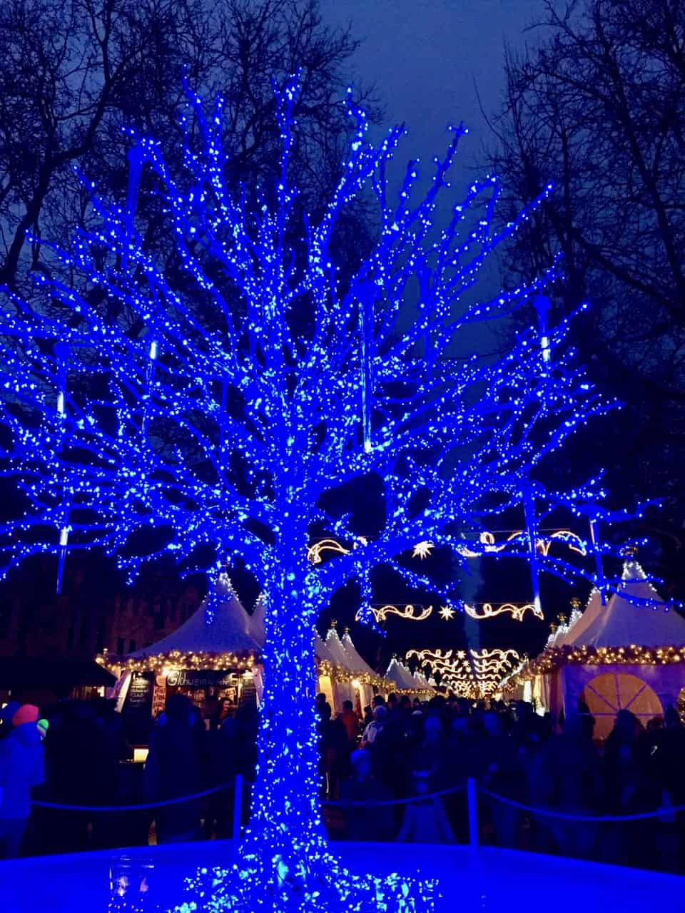 blue-christmas-tree-augustusmarkt-dresden-photo