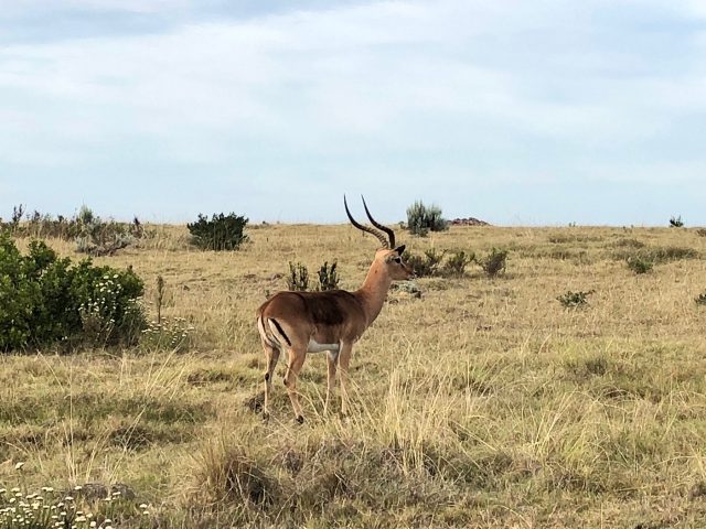 impala-gondwana-game-reserve-photo