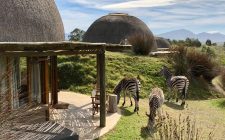 Safari at the Gondwana Game Reserve kwena-lodge-gondwana-game-reserve-zebras-photo