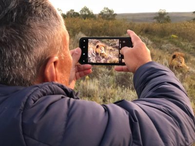 gondwana-game-reserve-lion-photo