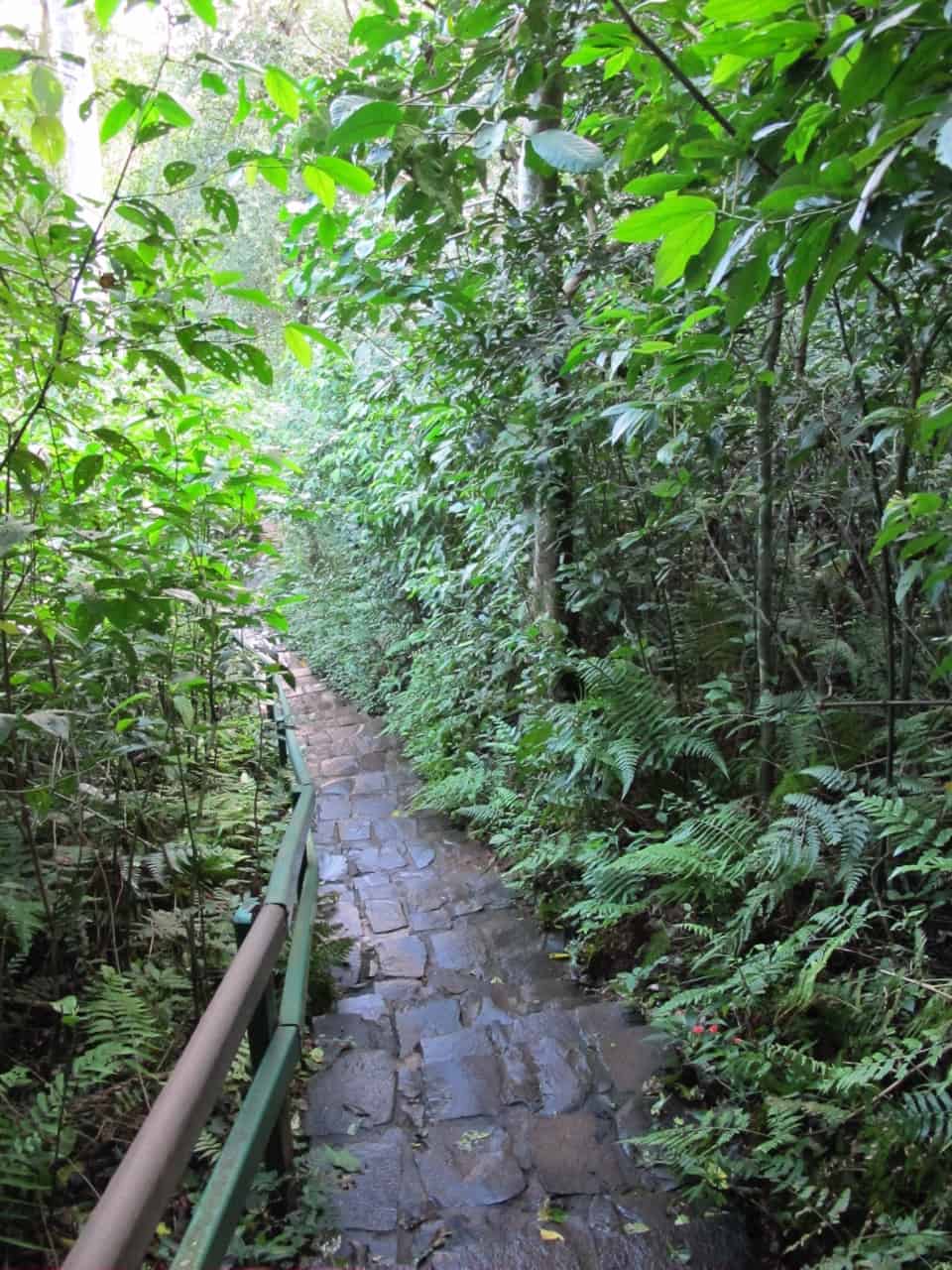 jungle-hike-iguacu-falls-photo
