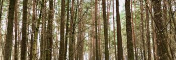 forests-birstonas-lithuania-photo