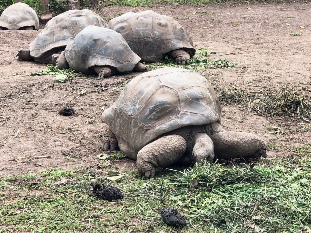 giant tortoise mauritius photo
